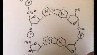 DNA structure  antiparallel [upl. by Nnyleve]