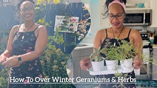 How To Over Winter Plants  2 Ways To Winterize Geraniums Intentional Living [upl. by Tybi]