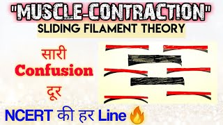 quotMuscle Contractionquot सबसे Easy Video 🔥🔥 Sliding Filament Theory  Ncert की हर Line होगी Cover 😎 [upl. by Ong456]