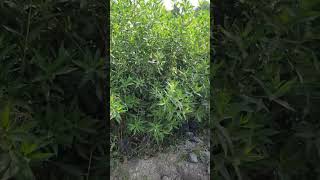 conocarpus flowers gardern plantnursery playstation nursery short youtubeshort [upl. by Pravit540]