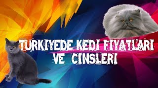 Türkiyedeki Kedi Cinsleri Ve Fiyatları [upl. by Tiler84]