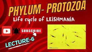 Life cycle of Leishmania  Kala Azar  Dum Dum Fever  Notes pdf in Description [upl. by Langley]