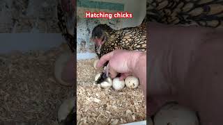 Hatching sebright chicks [upl. by Goodill505]