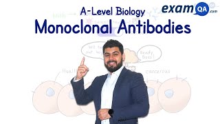 Monoclonal Antibodies  ALevel Biology [upl. by Norej]