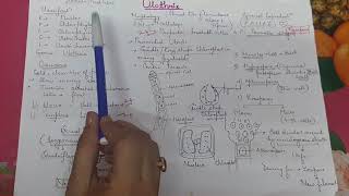 Ulothrix  vegetative structure and asexual reproduction for neet tgt pgt and 12th students [upl. by Htebaile]