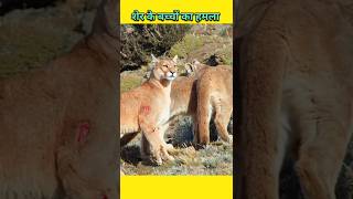 शेर के बच्चों ने किया हिरन पर attack animals shortsviral wildlife [upl. by Stanton737]