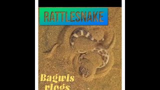 RattlesnakeSidewinder Hide In The Sand [upl. by Aldredge]