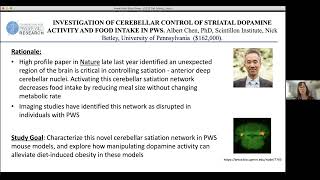 INVESTIGATION OF CEREBELLAR CONTROL OF STRIATAL DOPAMINE ACTIVITY AND FOOD INTAKE IN PWS [upl. by Bathsheb]