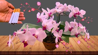 Treasure for orchids Just sprinkle it on the roots and even the weakest orchid will become stronger [upl. by Skrap]