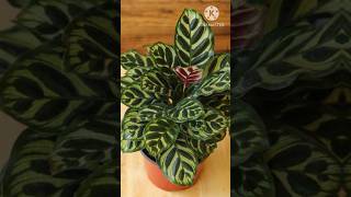 Low Light Indoor Plants Best For House amp Office indoorplants summer plants youtubeshorts [upl. by Cuda]