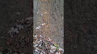 Deer climbing bank tracks October 19 2017 wow lol [upl. by Derf51]