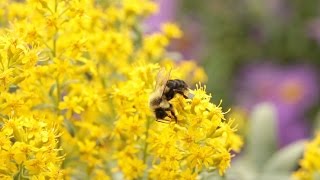 Neonicotinoids The New DDT [upl. by Merissa]