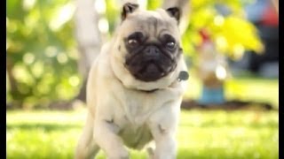 Perrito Pug Jugando con su cuñado [upl. by Tabbatha]