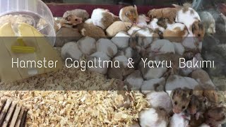 Hamster Çiftleştirme ve Yavru Bakımı Nasıl Yapılır 50 günde 100 yavru [upl. by Efioa]