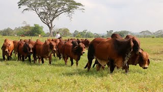 GANADERÍA SAN RAFAEL POTENCIA DEL BRAHMAN ROJO Y CRUCES [upl. by Frasch]