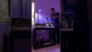 Challenges with nano  pico reef tanks [upl. by Siugram]