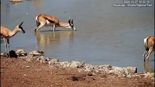 Herd of Springboks antidorcas marsupialis  Okaukuejo Waterhole [upl. by Boarer]