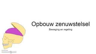 Opbouw zenuwstelsel [upl. by Tamaru]