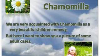 INTERESTING STATE OF DIFFERENT HOMEOPATHIC MEDICINES  CHAMOMILLA [upl. by Neerroc340]