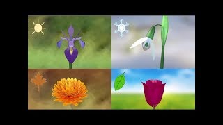 Photoperiodic Flowering  Part 1 [upl. by Neville]