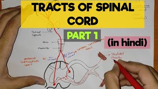 Tracts of Spinal Cord  1  Pyramidal Tracts [upl. by Reid]