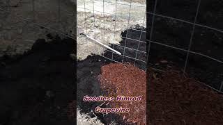 Himrod Grapes Transplanted  Cattle Panel Grape Trellis Follow Up [upl. by Blalock]