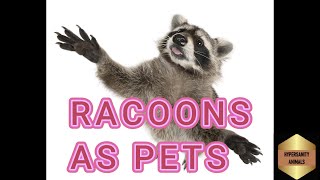 Racoons as pets funny compilation [upl. by Rases688]