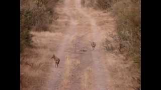 Coyote Hunting Game Calling [upl. by Rhonda44]