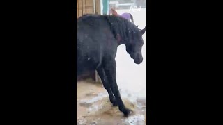 Snow way hes leaving that stable 🐴😅 afv horses funnyvideos shorts [upl. by Nama]