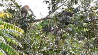 Monkeys Arguing Frasers Hill Malaysia [upl. by Aikin167]