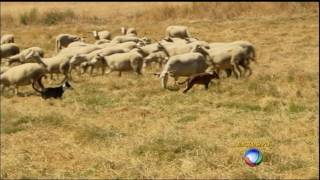 Serra da Estrela saiba como é feito o irresistível queijo português [upl. by Fotina]