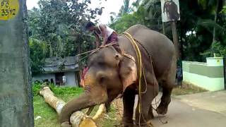 Elephant in kalliyoor [upl. by Ilera]