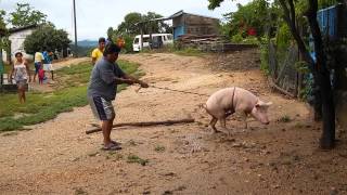 Marrano Bravo En Pinotepa Nacional Costa Chica De Oaxaca Cerdo Loco [upl. by Kolnick]