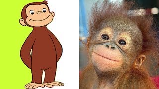 Curious George In Real Life ★ Monkey Educational Cartoon [upl. by Vacla]