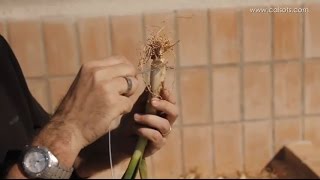 Calçots  Cómo hacer una calçotada con la técnica del alambre [upl. by Clellan]