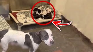 Helpless pregnant mother dog thrown away 1 minute before giving birth cried in tears [upl. by Haakon]