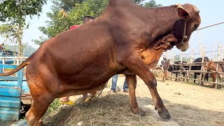 cow unloading cow videos cow video big cow goru hamba cow Ep  379 [upl. by Athalia]