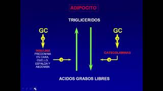 Corticoides parte 1  Farmacologia Catedra 3  FMed UBA [upl. by Eihpos837]