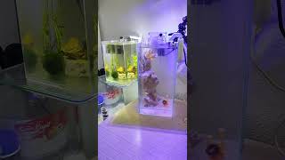 nano marine tank setup fresh  marine [upl. by Faina15]