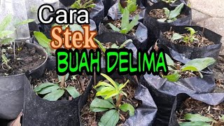 Cara stek buah delima [upl. by Matthew591]