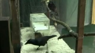 New Caledonian Crows solve collaborative problem [upl. by Lura]