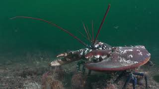 Common lobster in a Scottish MPA [upl. by Edrea]