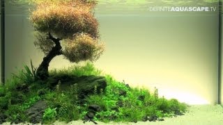 Aquascaping  The Art of the Planted Aquarium 2012 XL compilation [upl. by Quitt]