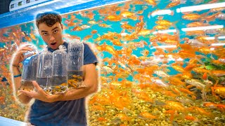 BUYING A Ton Of EXPENSIVE EXOTIC FISH [upl. by Hawley503]