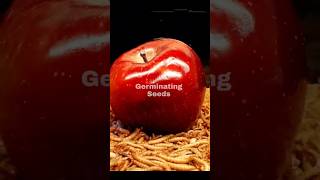 Mealworms With Apples  Time lapse Shorts [upl. by Eciralc]