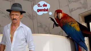 ATÉ A FLORA CHAMANDO TIRINGA DE C DE GAMBÁ 🤣🤣  emalta [upl. by Kliber249]