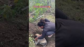 Monkey death please safe￼🙏😔animals minivlog shorts monkey monkeys safe drive shortvideo [upl. by Eatnahs]