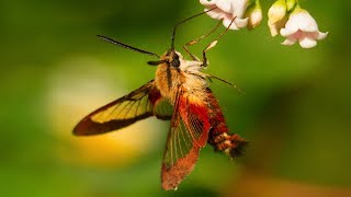 Hummingbird Moth Natures Incredible Mimic [upl. by Dorry]