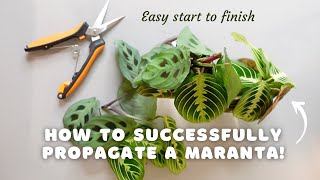 How to successfully propagate a maranta and make your pot MORE FULL  EASY start to finish [upl. by Bills441]