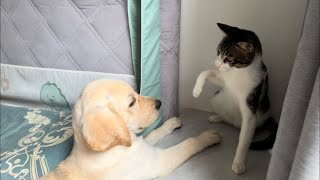 Labrador retriever chewed furniture and the kittens reaction was very angry [upl. by Winterbottom]